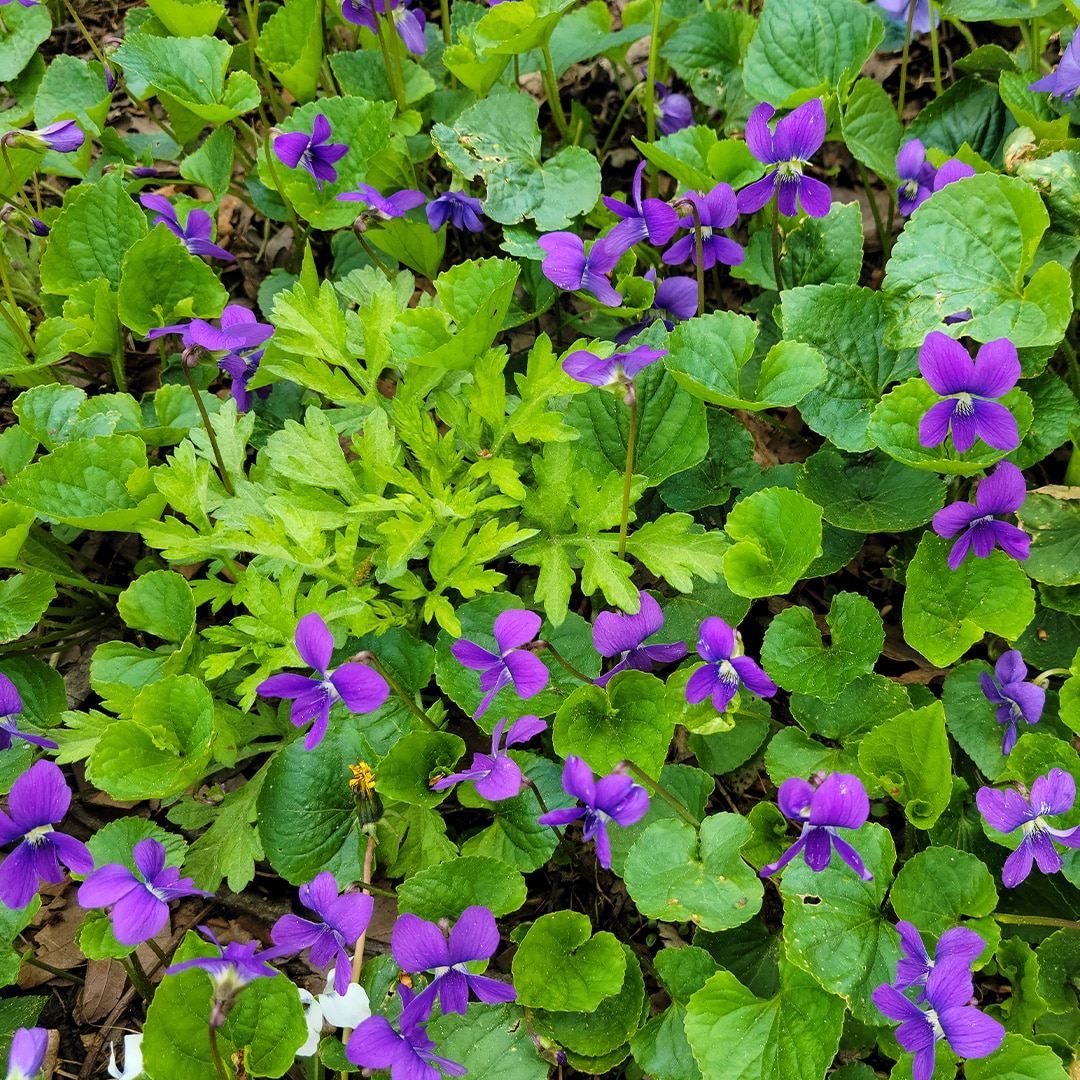 Wild Violet · Green Image Lawn Care