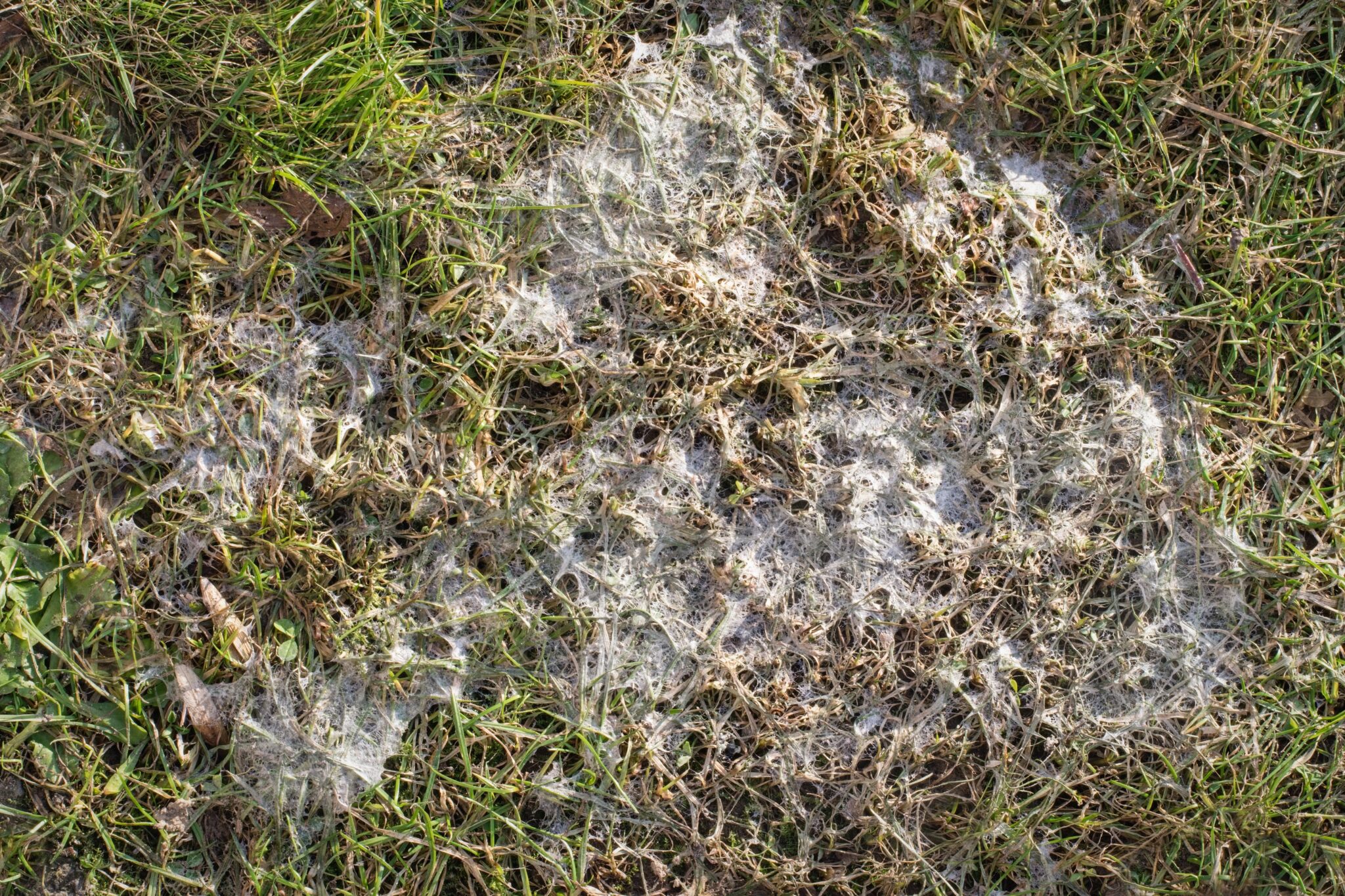 Pink Snow Mold · Green Image Lawn Care