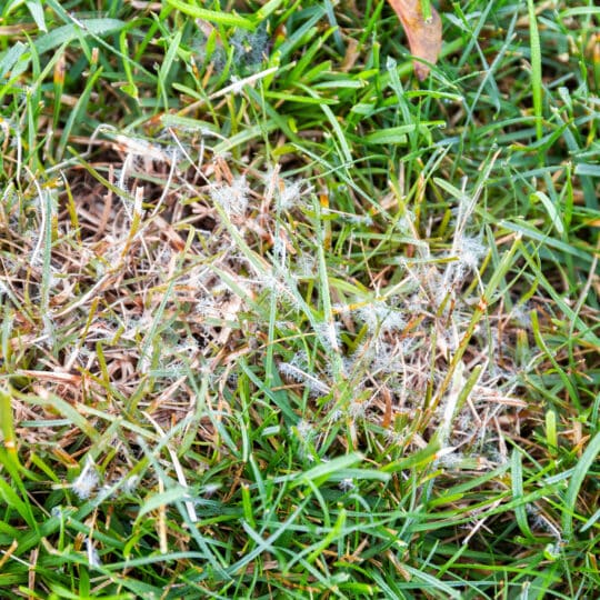 Close up of a Lawn fungus dollar spot.